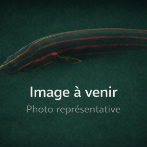 Fire Eel (Mastacembelus erythrotaenia)