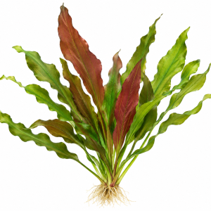 Echinodorus 'Indian Red'
