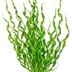 Echinodorus angustifolius 'Vesuvius'