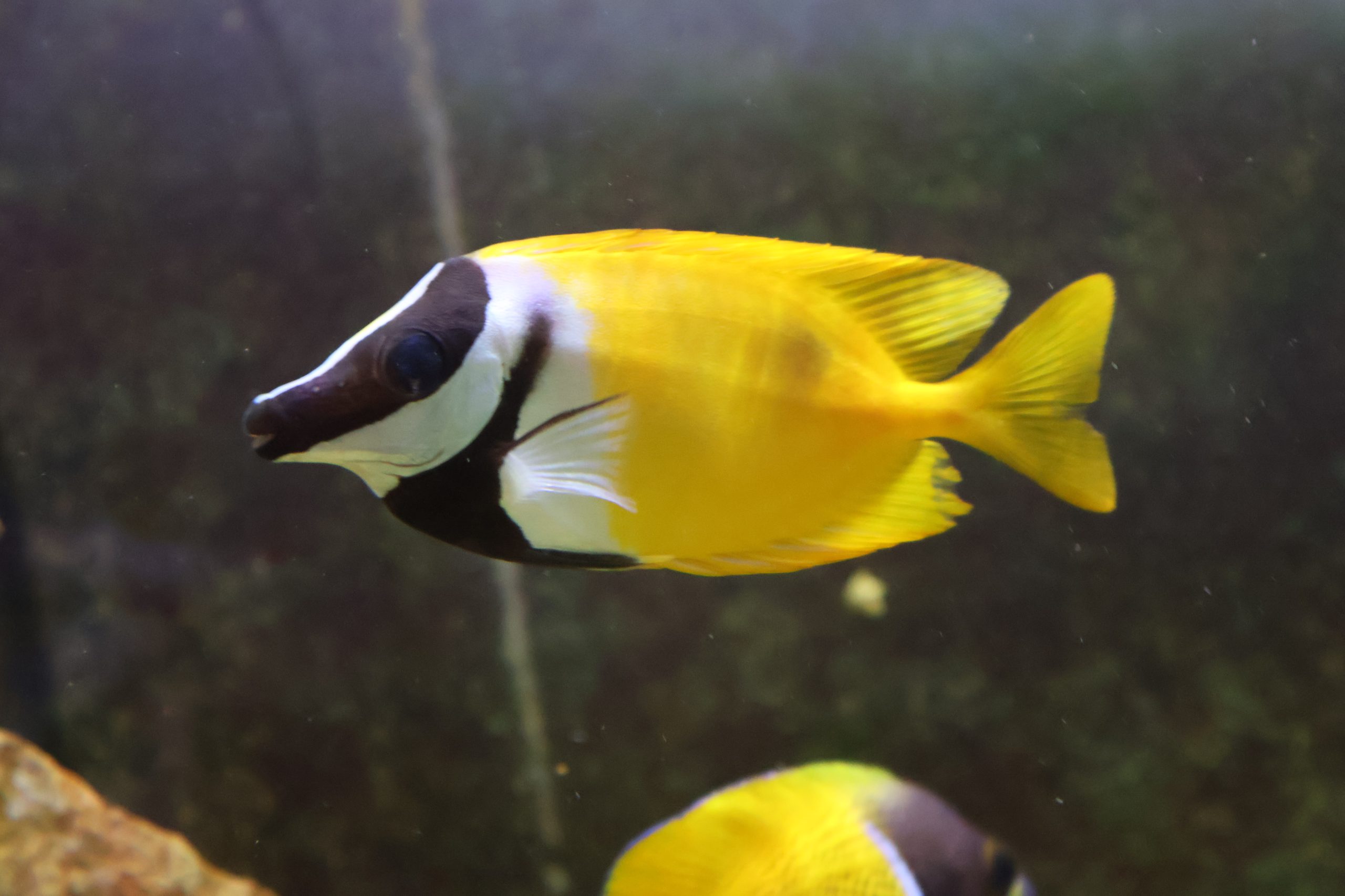 Bright yellow tropical fish with a dark head and white facial markings swimming in an aquarium.