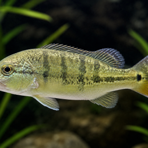 Azul Peacock Bass (Cichla piquiti)