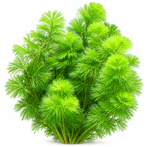 Cabomba caroliniana