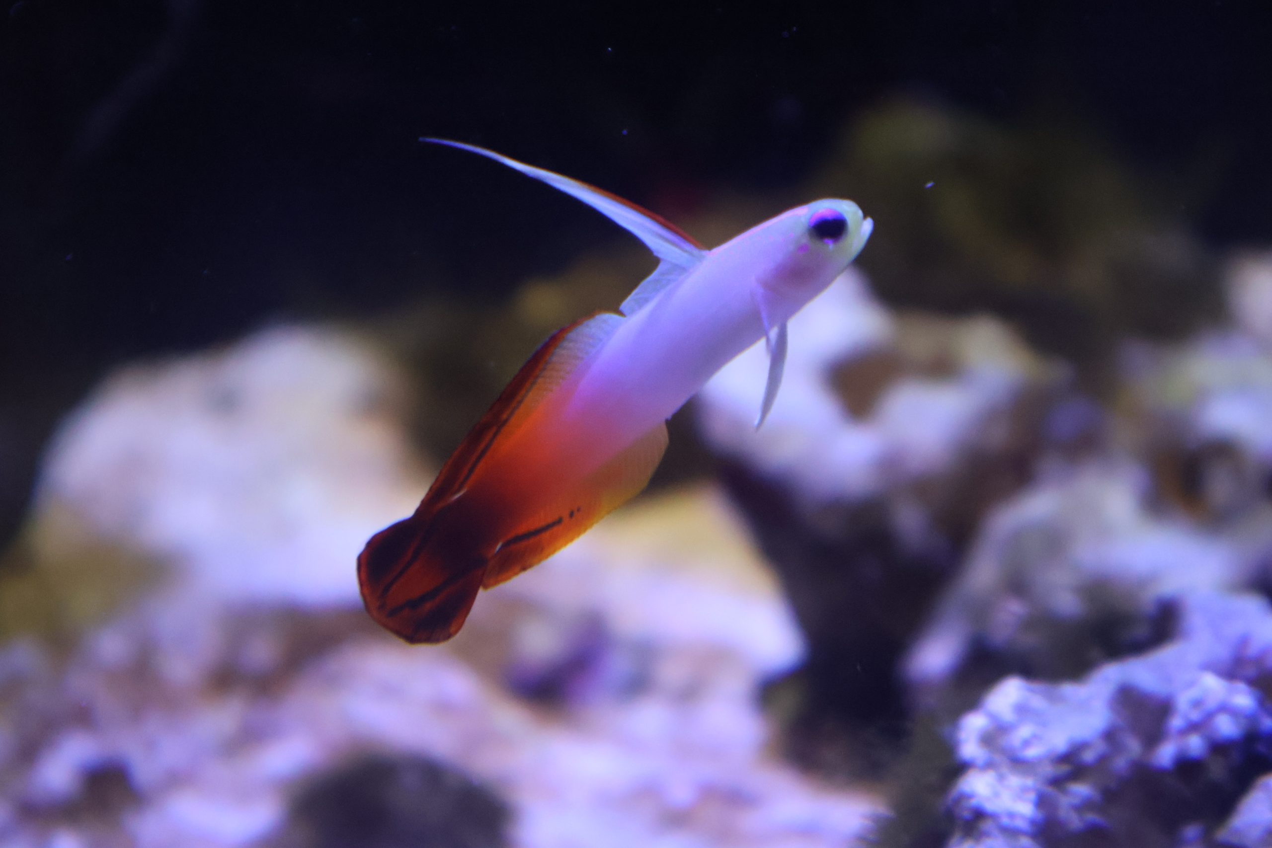 Small pale fish with bright orange fins swimming in an aquarium with blurred rocky background.
