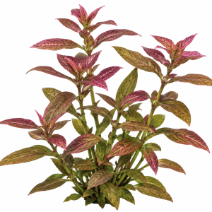 Hygrophila polysperma 'Rosanervig' (Sunset)