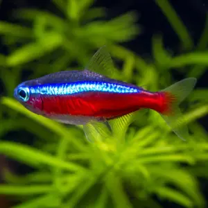 Tetra Cardinal