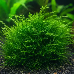 Java Moss