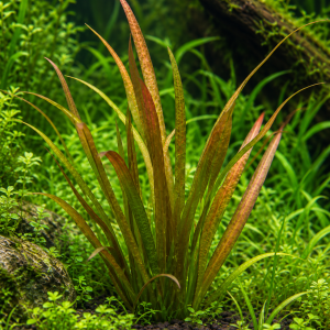 Vallisneria gigantea 'Marmor'