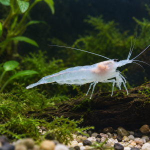 Crevette amano blanche