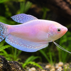 Platinum Gourami (moonlight)