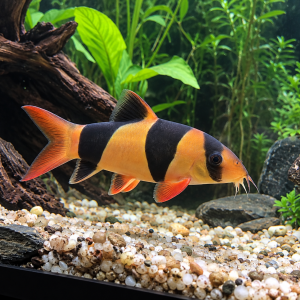 clown loach