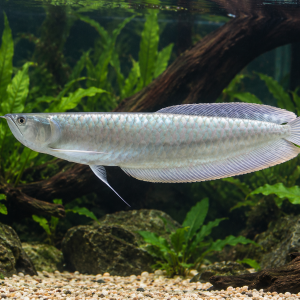Silver Arowana 6''