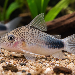 Similis Corydoras