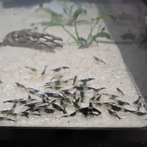 Neocaridina Black Rili