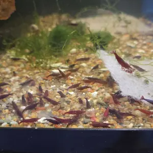 Neocaridina Bloody Mary