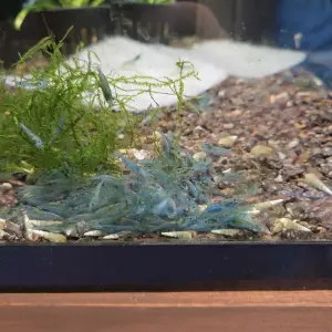 Neocaridina Blue Jelly