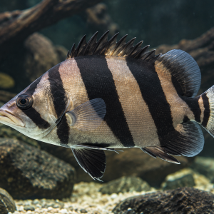 Indonesian Tiger datnoid