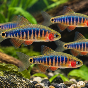 Emerald Dwarf Rasbora