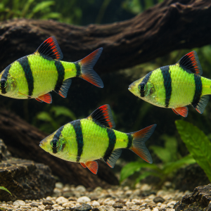 Green Glo Barb