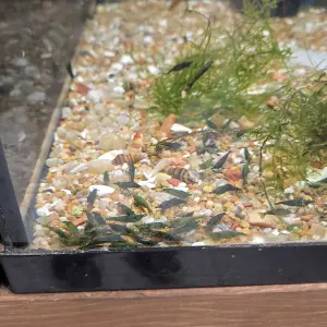 Neocaridina Green Jade