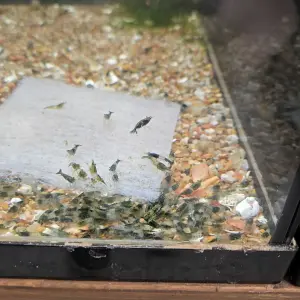 Neocaridina Green Rili