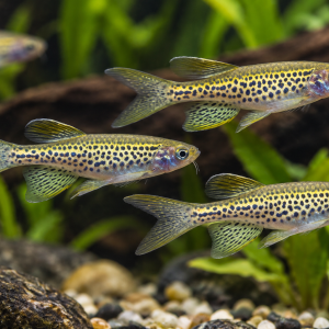 Leopard Danio