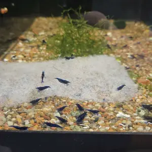 Neocaridina Ocean Blue