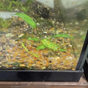Neocaridina Orange Rili