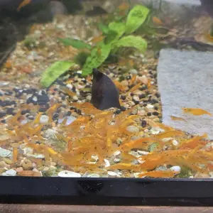 Neocaridina Orange Sunkist