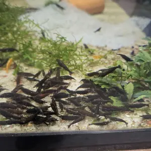 Neocaridina Paint Black