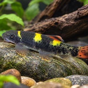 Panda Garra