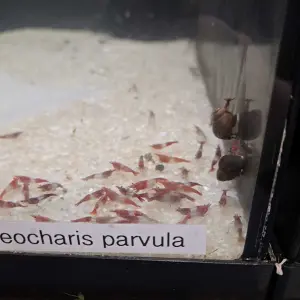 Neocaridina Red Rili
