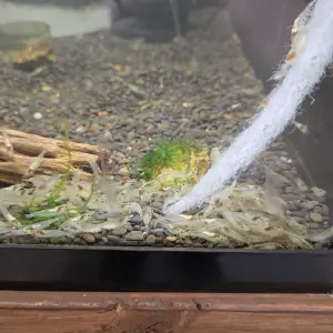 Neocaridina Snowball