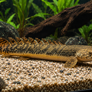 Teugelsi Bichir 3-4''