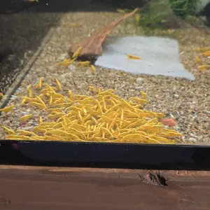 Neocaridina Yellow Buillon